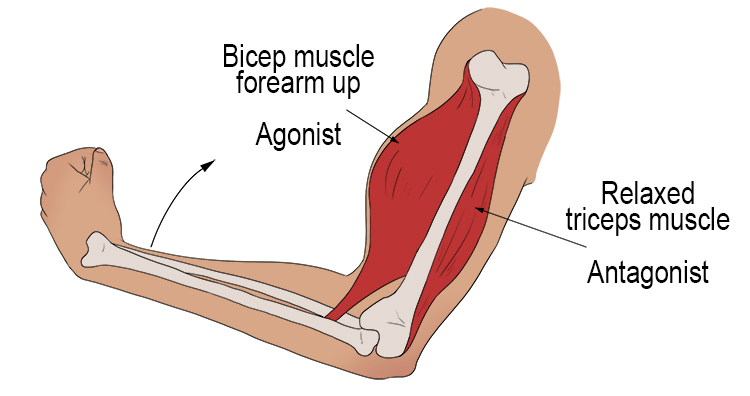 Example of how an antagonistic muscle pair works.